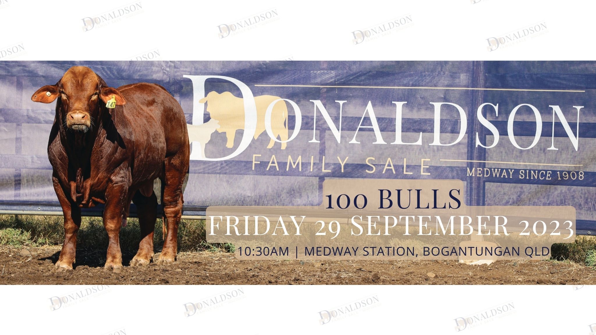 Bull Sale